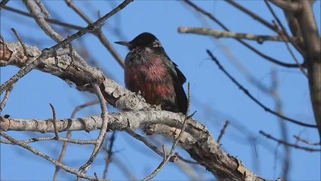 Lewis's Woodpecker - ML535424361