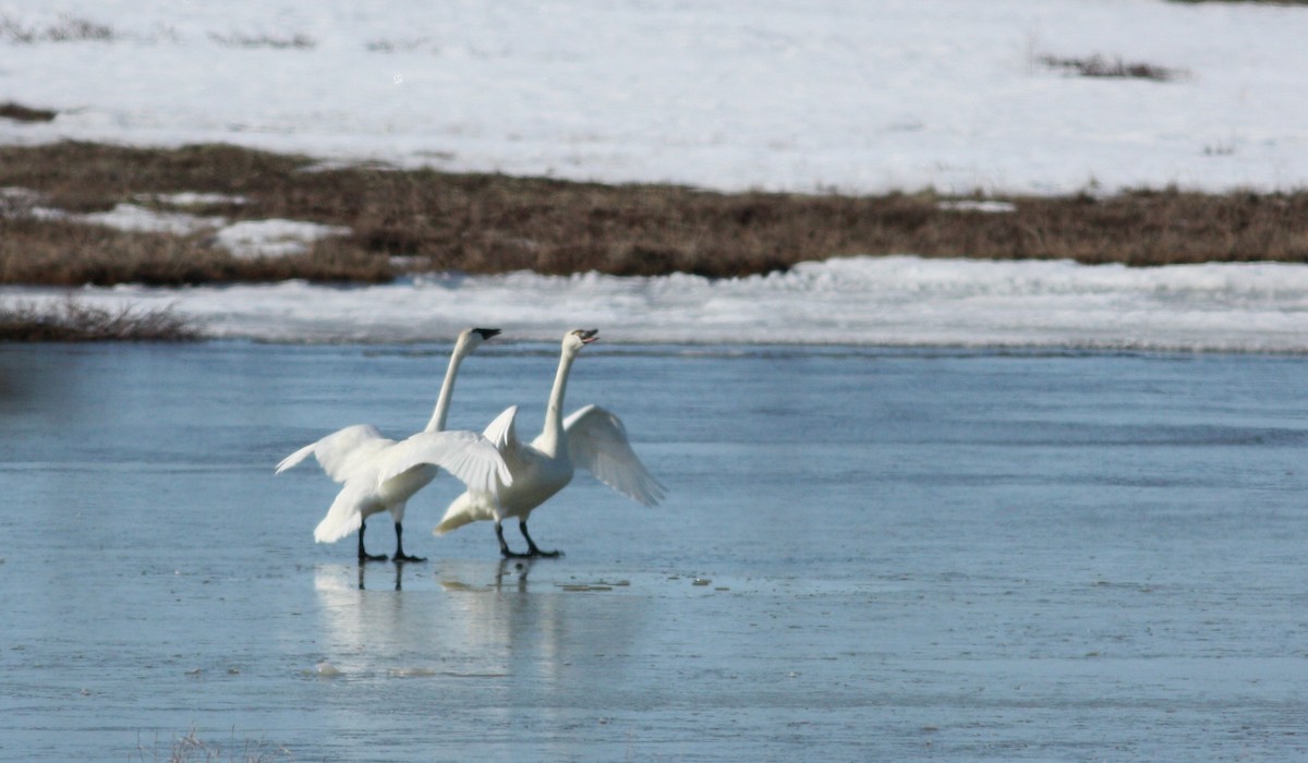 Tundra Swan (Whistling) - Jay McGowan