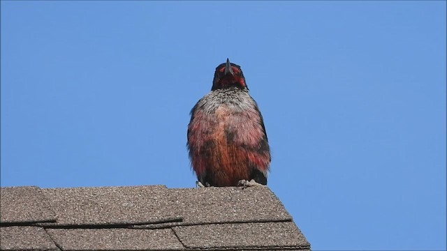 Lewis's Woodpecker - ML535426121