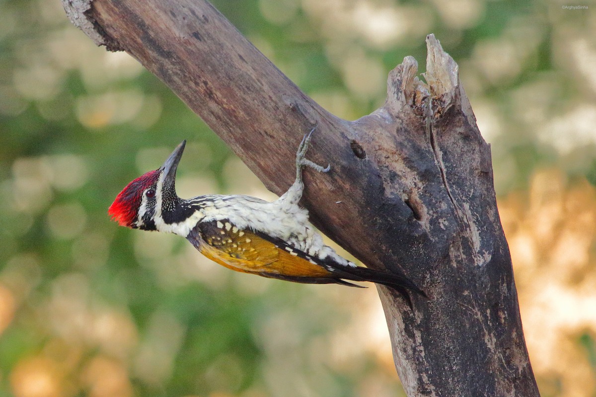 Black-rumped Flameback - Arghya Sinha