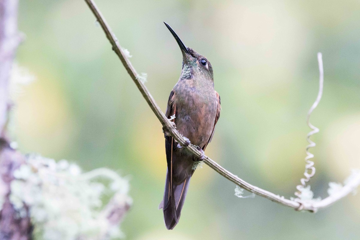 Fawn-breasted Brilliant - ML535426491