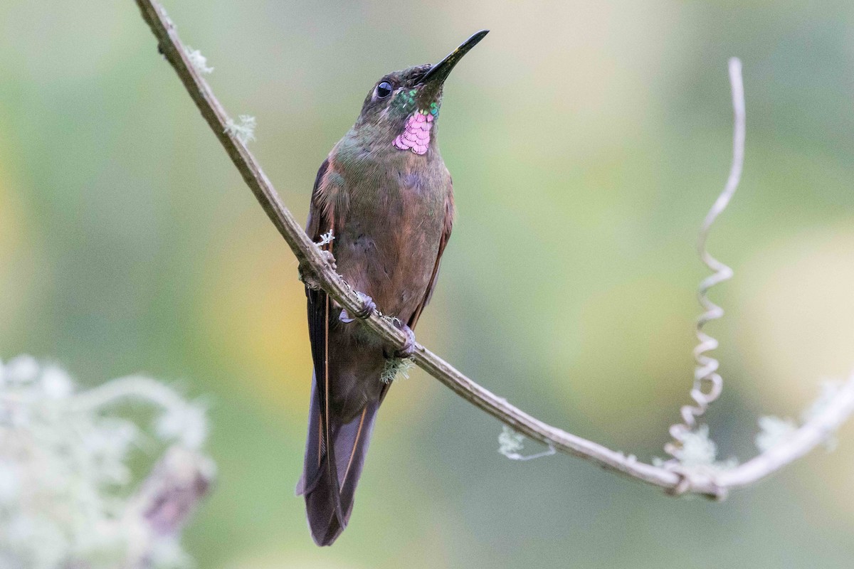 Fawn-breasted Brilliant - ML535426521