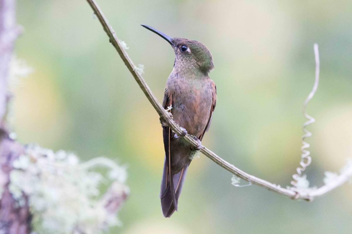 kolibřík hnědobřichý - ML535426561
