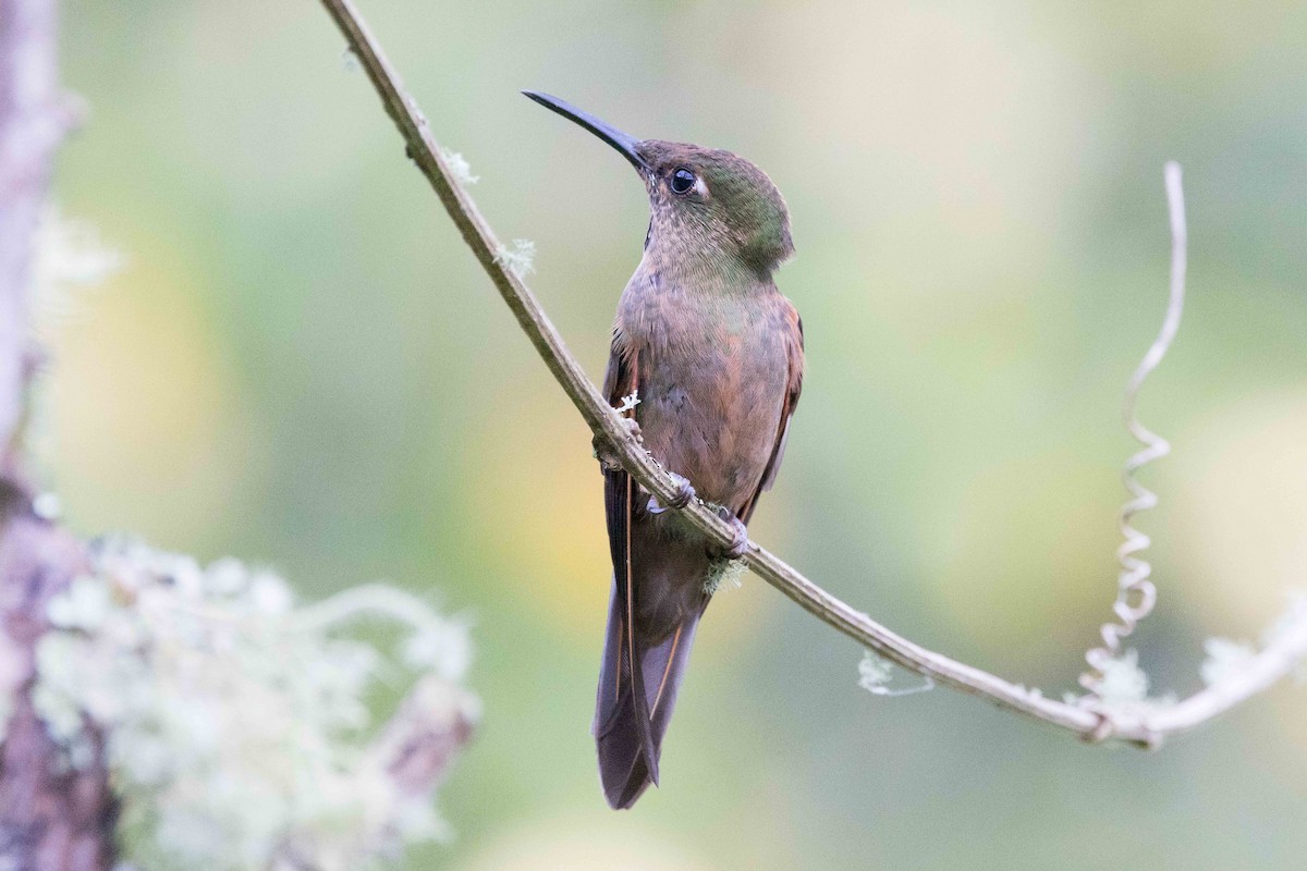 Fawn-breasted Brilliant - ML535426561