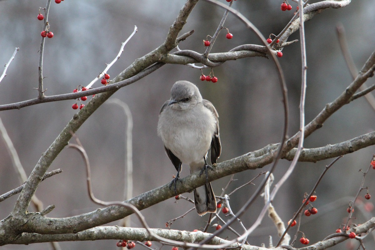 Northern Mockingbird - ML535426731