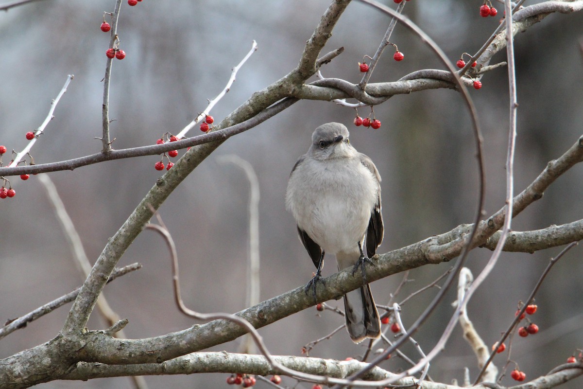 Northern Mockingbird - ML535426741