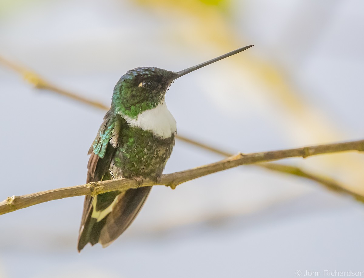 Violettscheitelkolibri - ML535427171