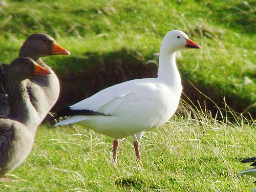 Snow Goose - ML535427471