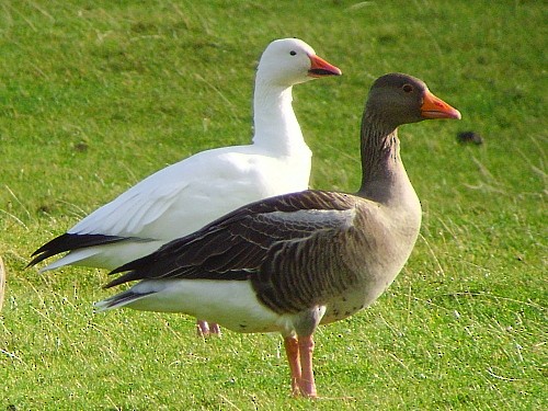 Snow Goose - ML535427591