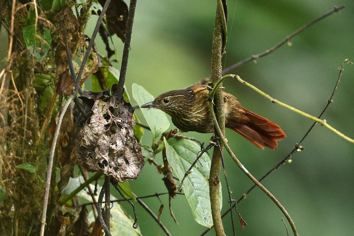 Lineated Foliage-gleaner - Sam Zhang