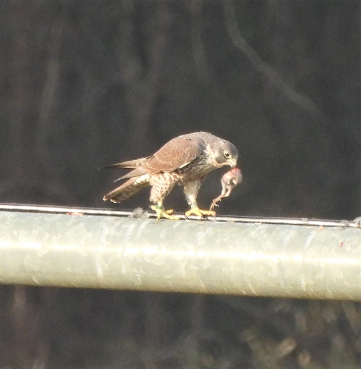 Peregrine Falcon - ML535431141