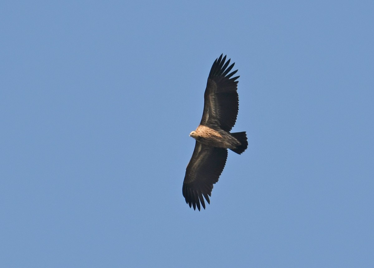 Himalayan Griffon - ML535431681