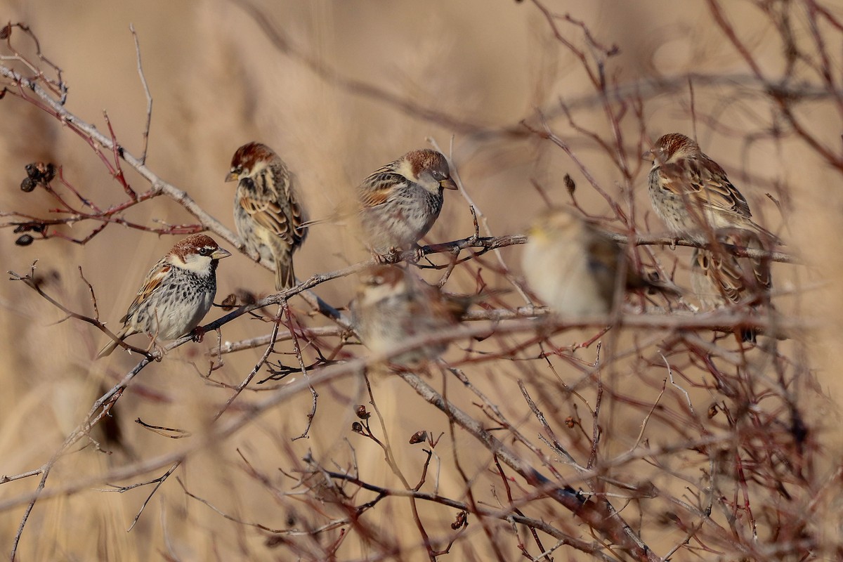 Spanish Sparrow - ML535432831