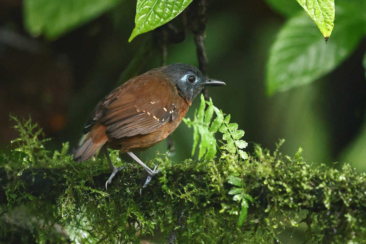 Chestnut-backed Antbird (Short-tailed) - ML535435421