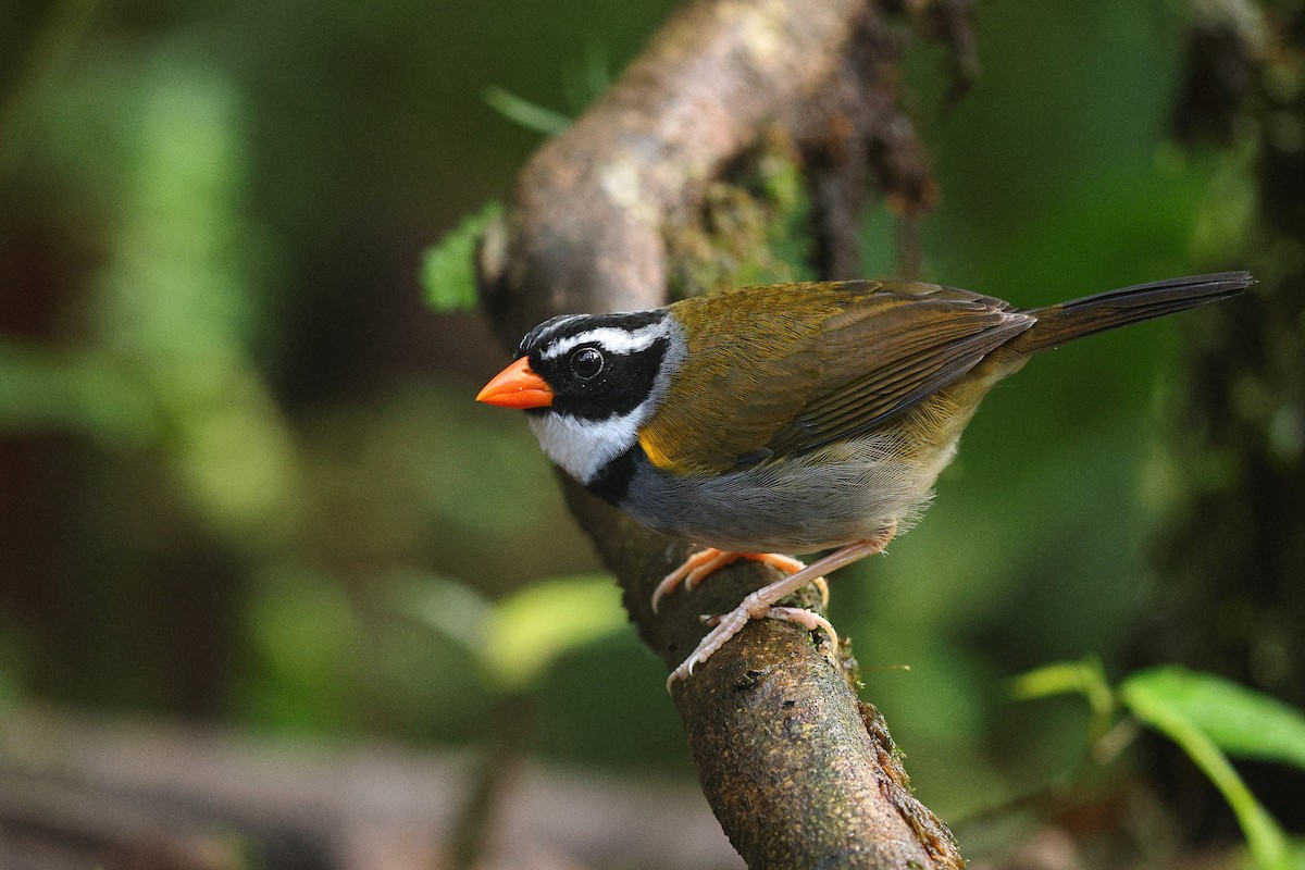 Orange-billed Sparrow (aurantiirostris Group) - Sam Zhang