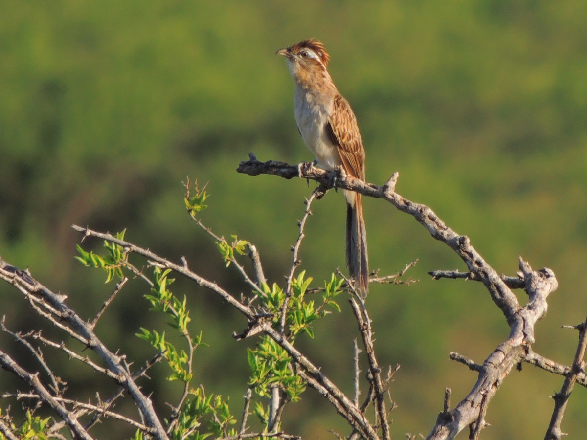 Striped Cuckoo - ML535436271