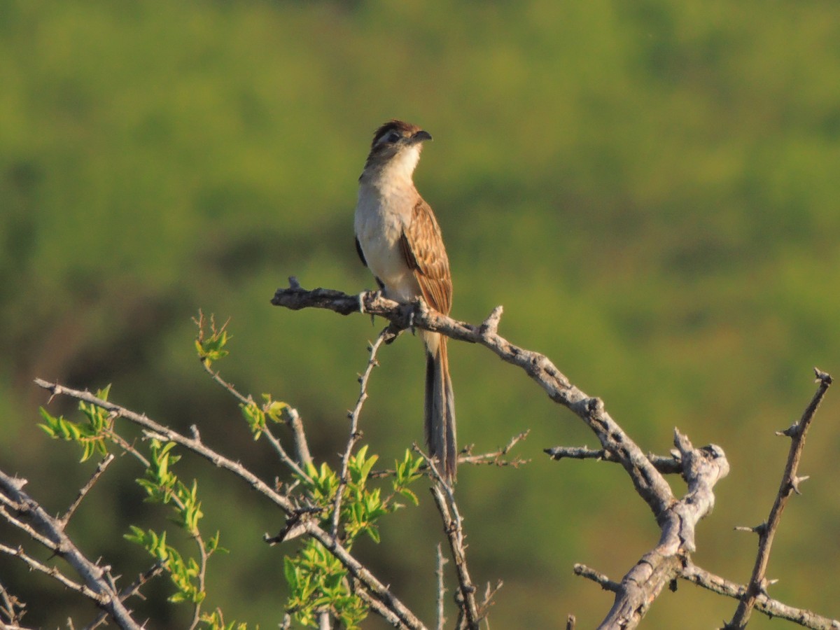 Striped Cuckoo - Martin Lopez