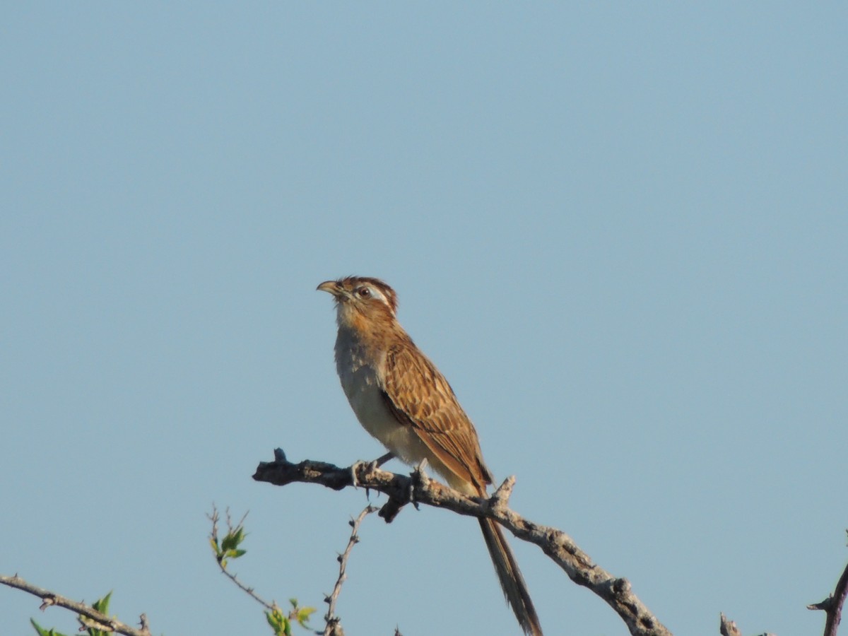 Striped Cuckoo - ML535436291