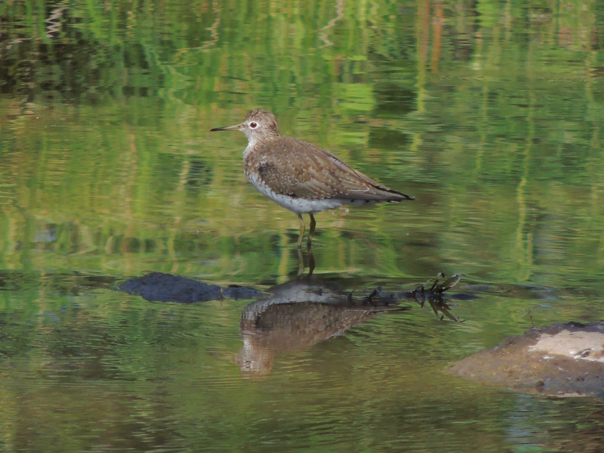 Solitary Sandpiper - ML535436521