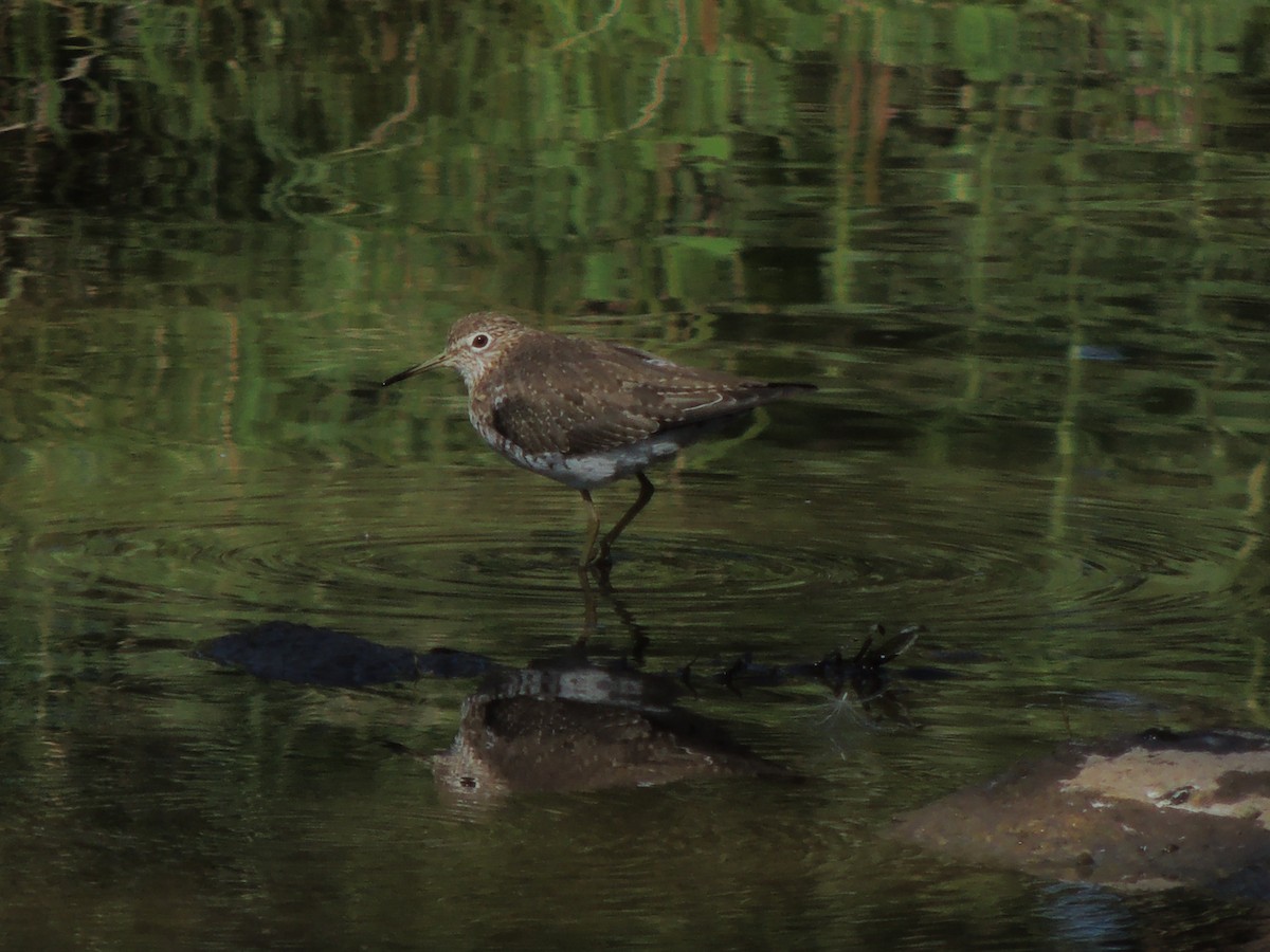 Solitary Sandpiper - ML535436531