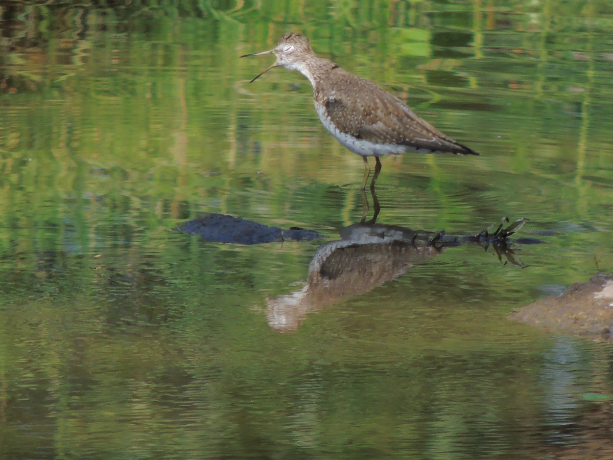 Solitary Sandpiper - ML535436541