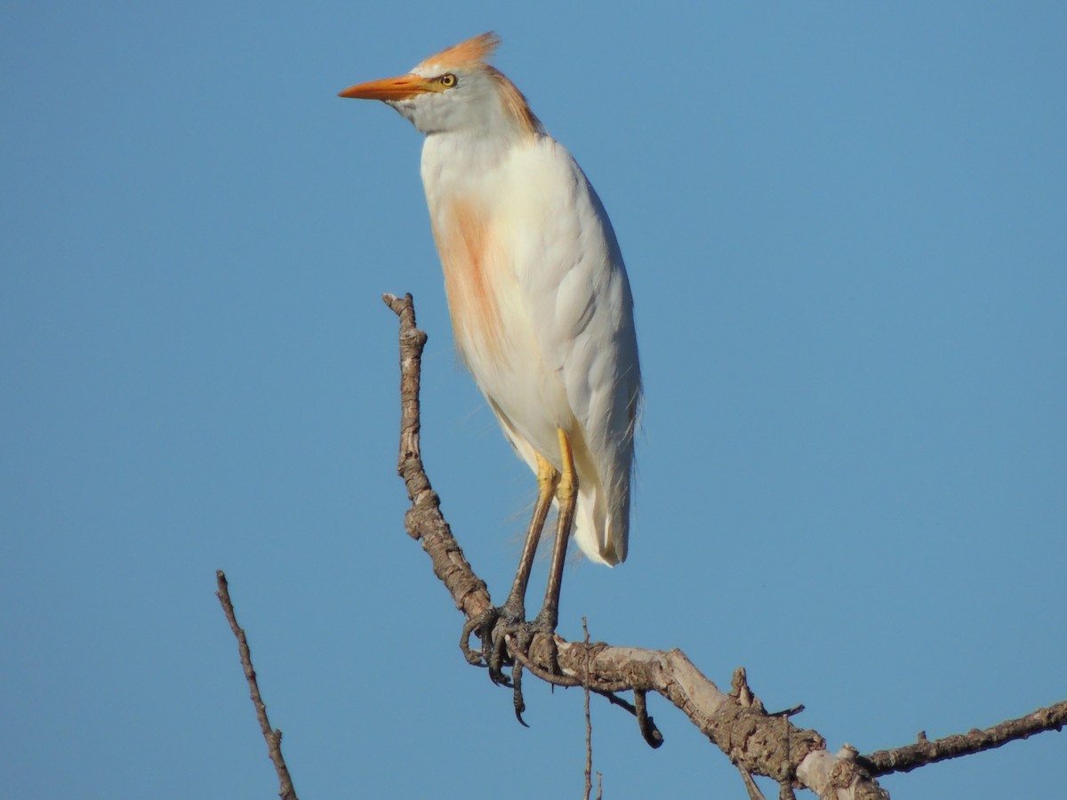 Western Cattle Egret - ML535436571