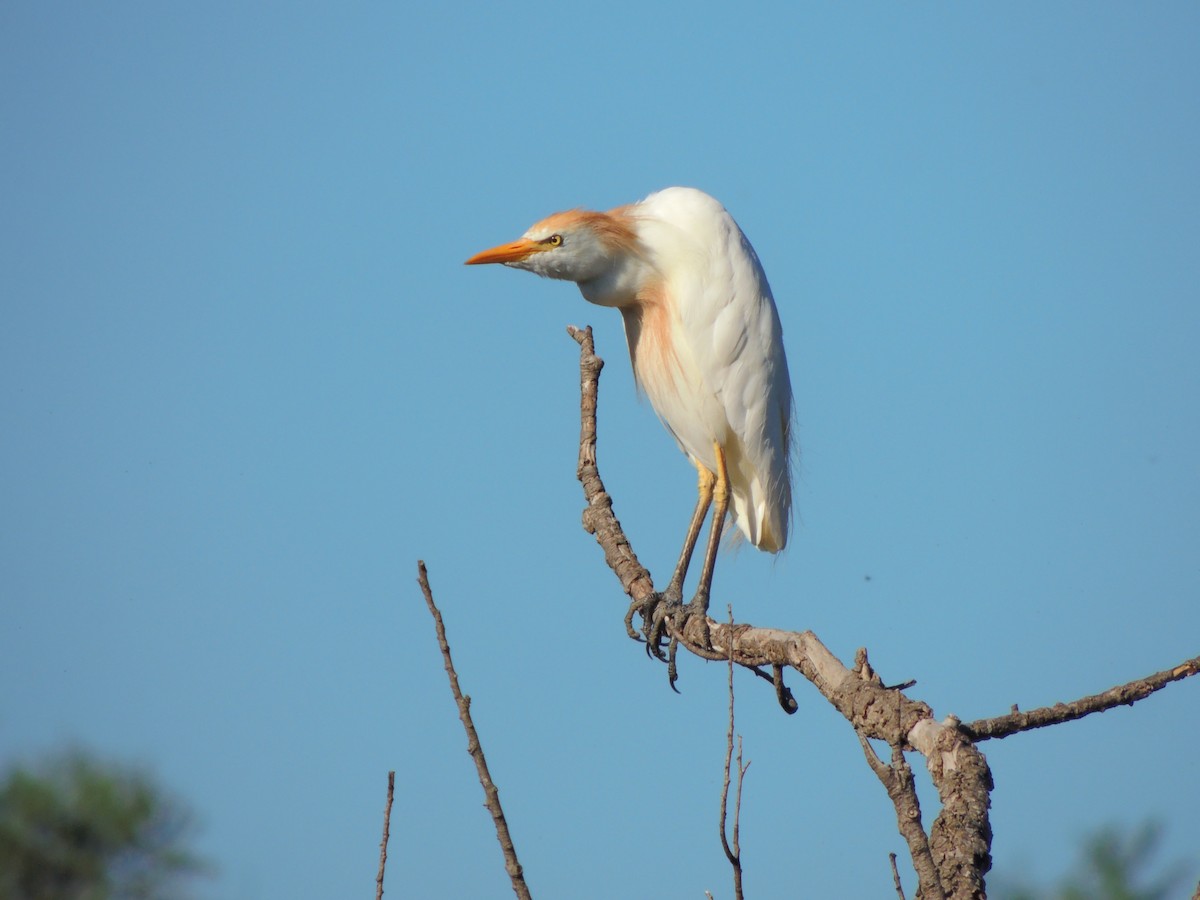 Чапля єгипетська (підвид ibis) - ML535436581