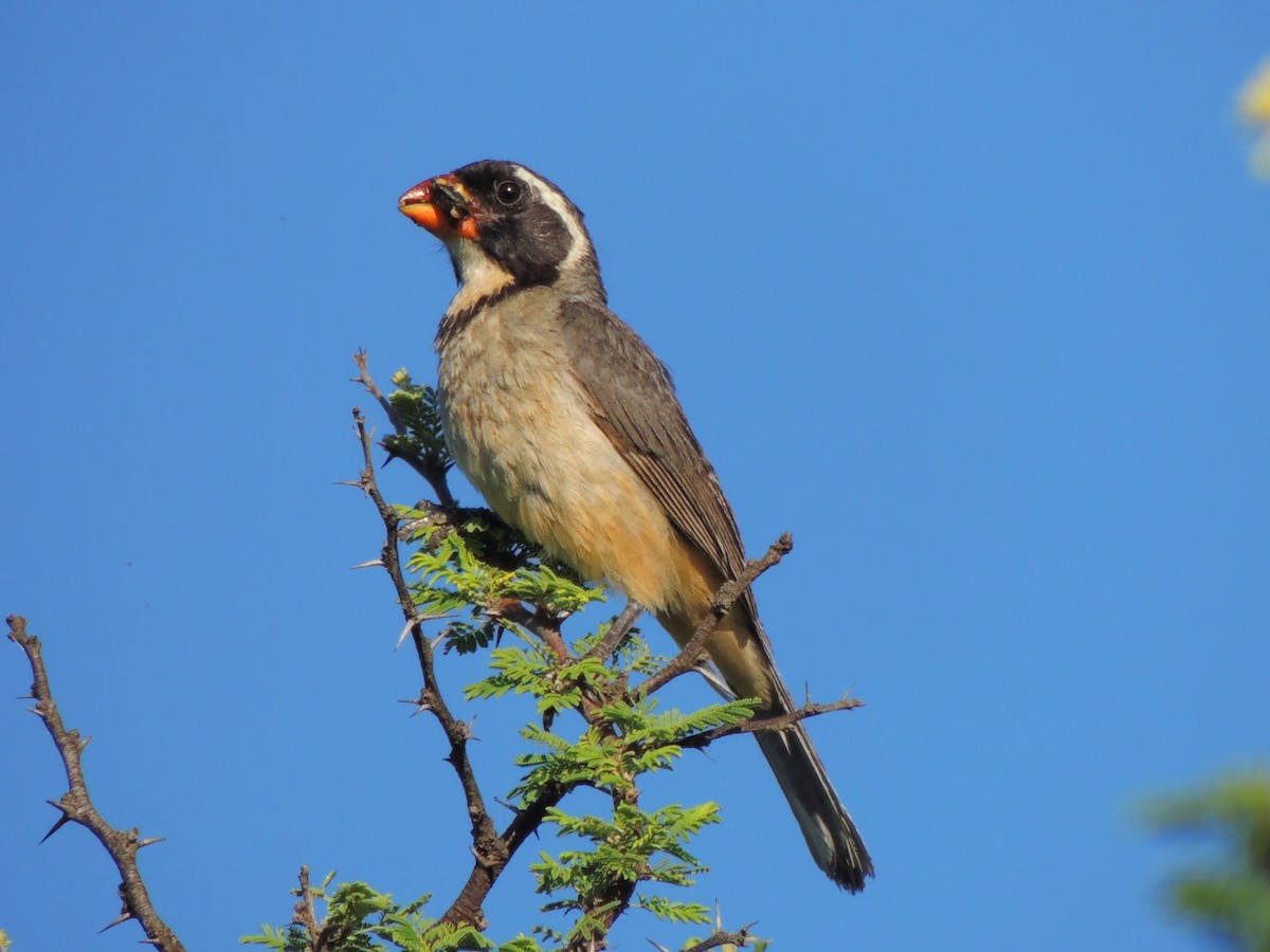 Golden-billed Saltator - ML535436641