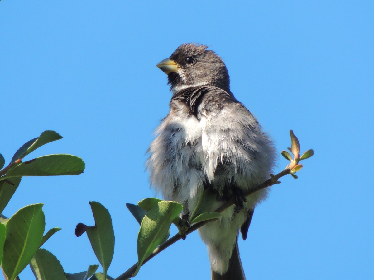 Double-collared Seedeater - ML535436681