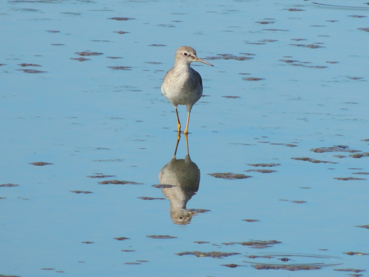 Greater Yellowlegs - ML535436891