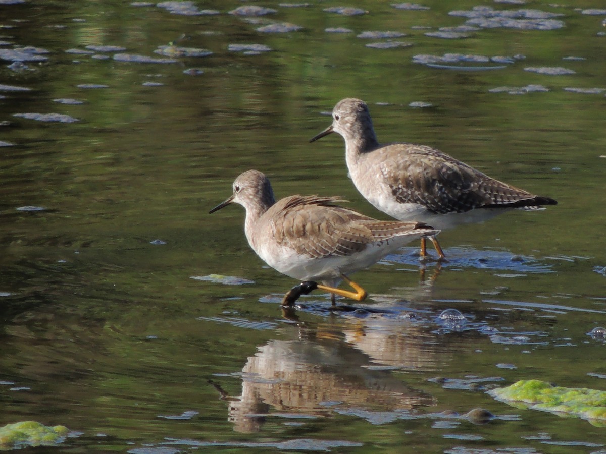 Greater Yellowlegs - ML535436901