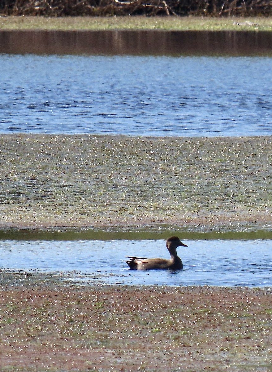 Gadwall - ML535437601