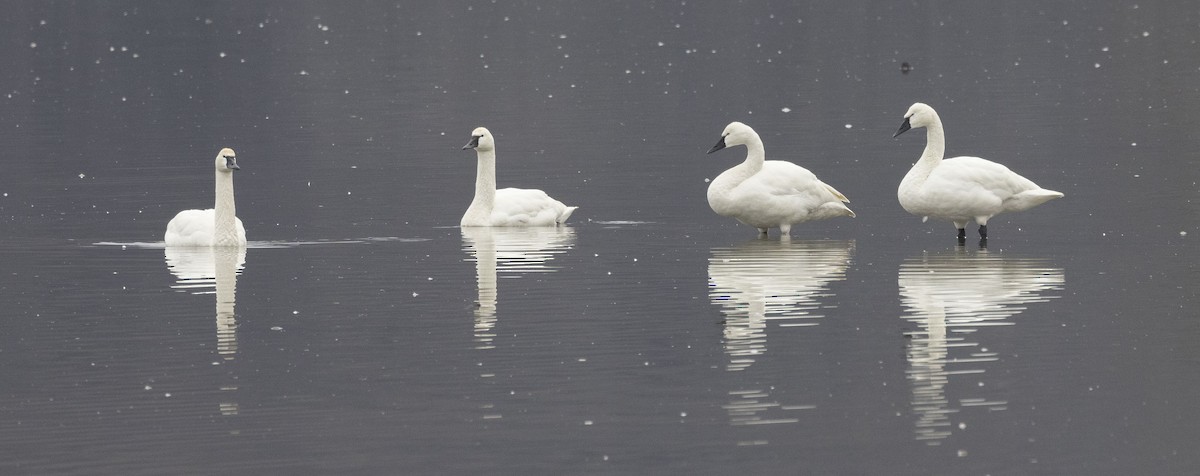 Tundra Swan - Mike Austin