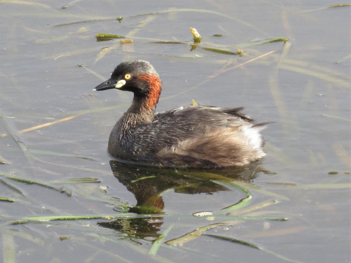 Australasian Grebe - ML535440201