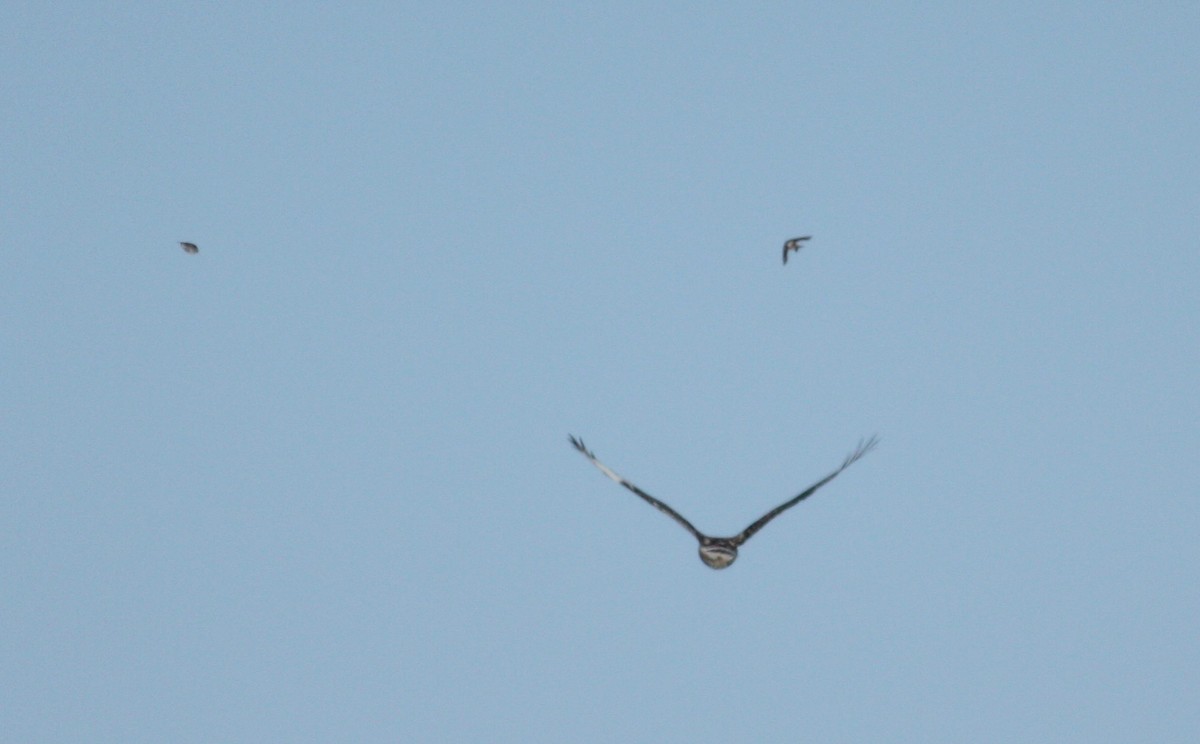 Tree Swallow - ML53544031