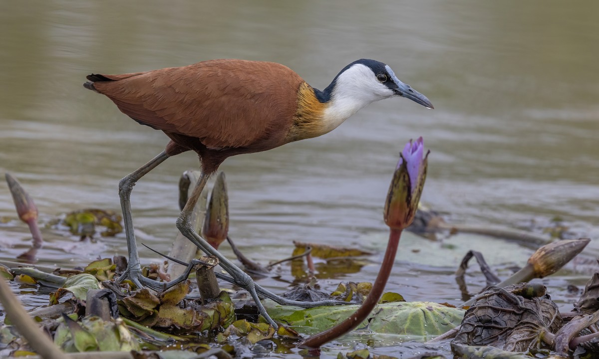 African Jacana - ML535440521