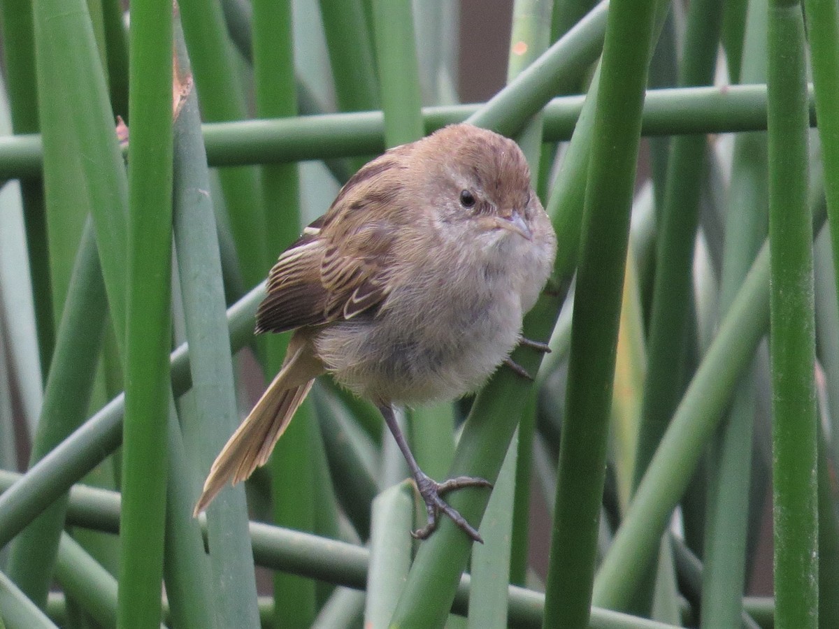 Little Grassbird - ML535441581