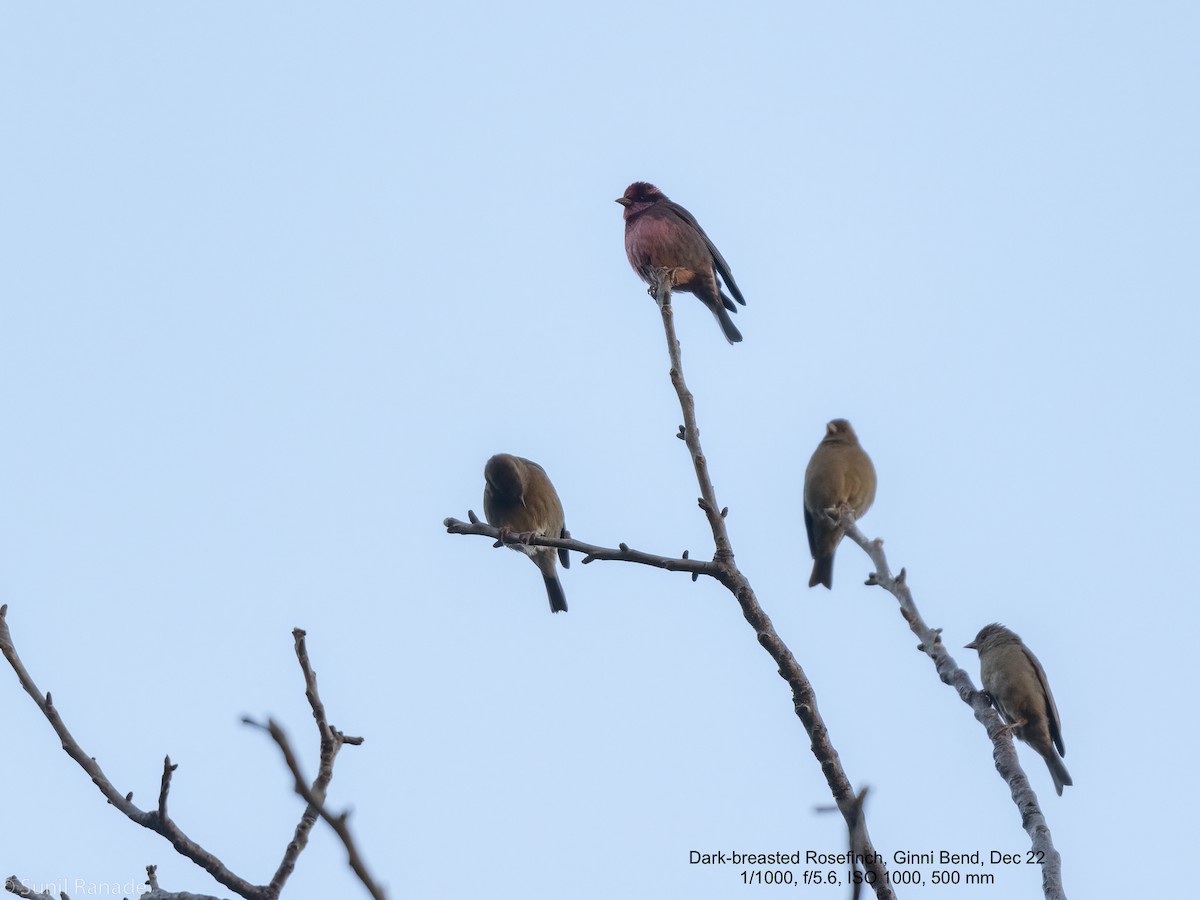 Dark-breasted Rosefinch - Sunil Ranade