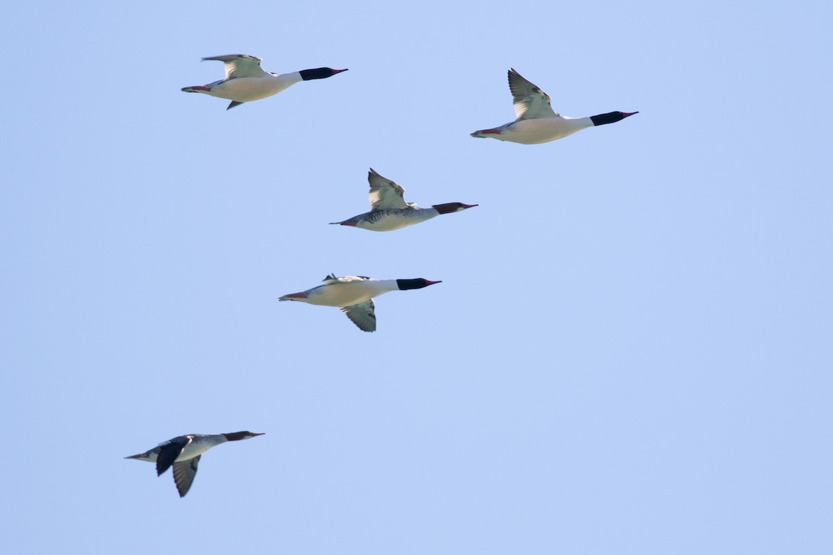 Common Merganser (North American) - ML535442631