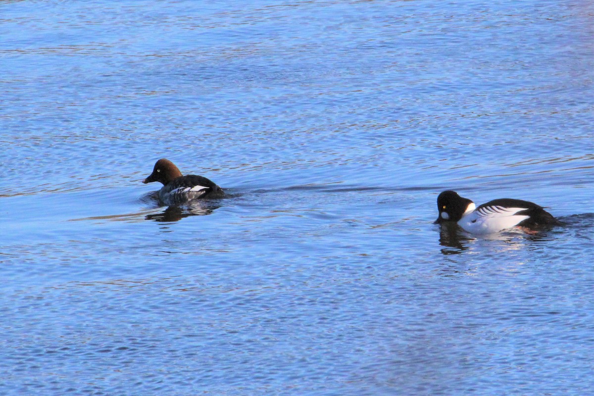 Common Goldeneye - ML535442861