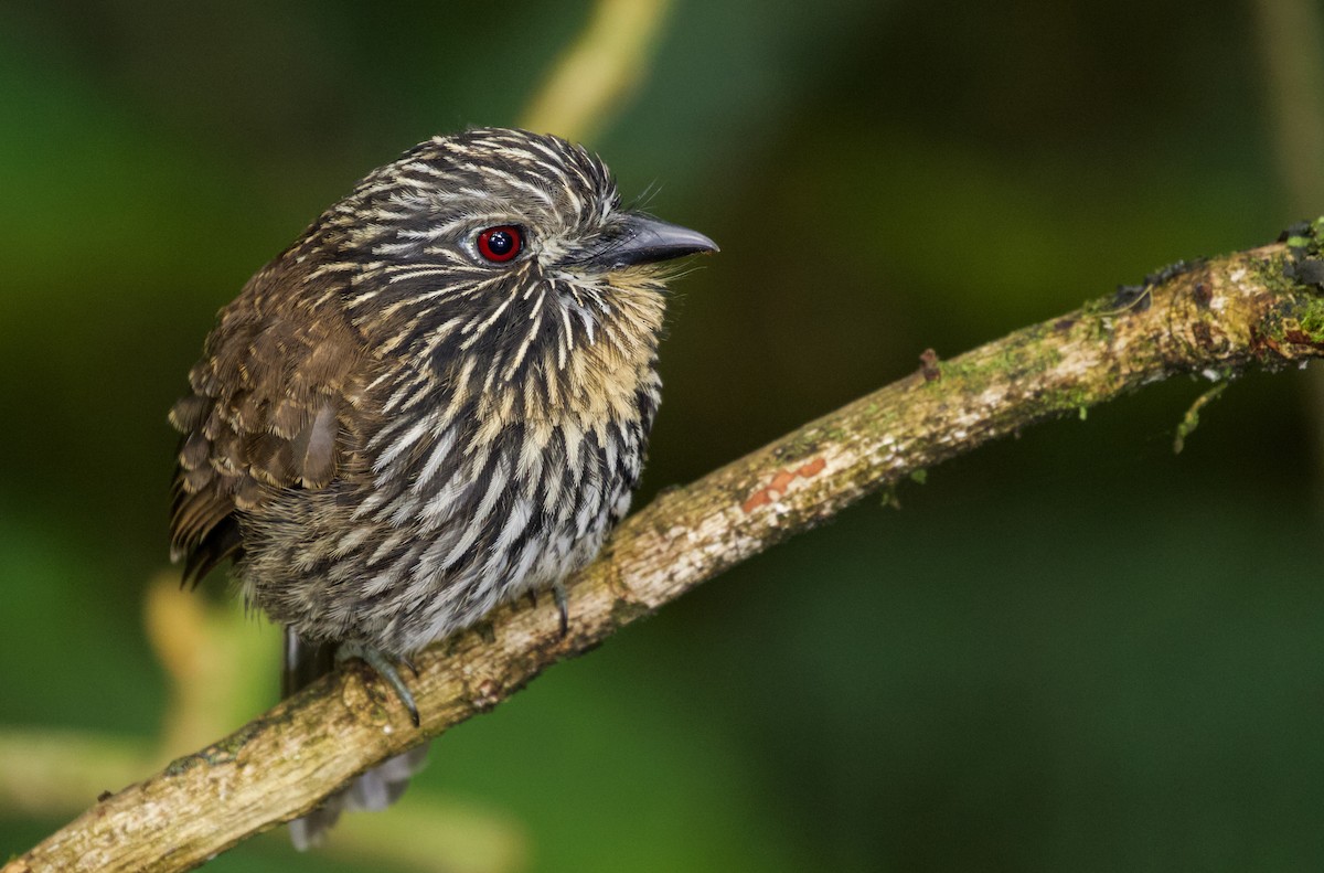 Black-streaked Puffbird - ML535442921