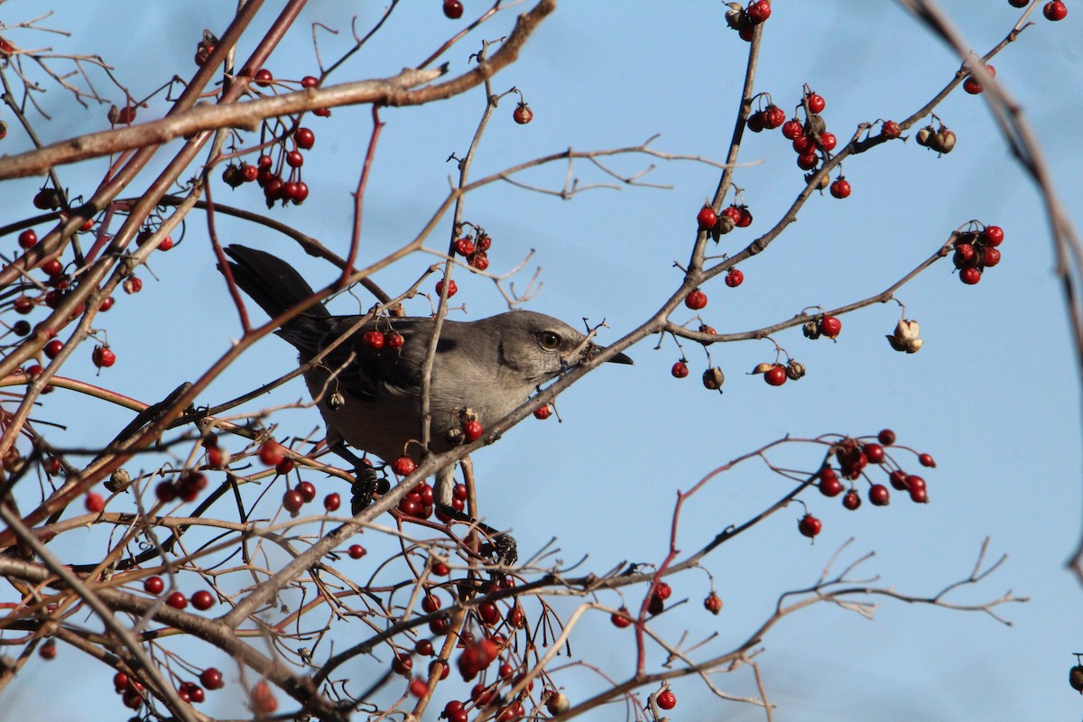 Northern Mockingbird - ML535443141