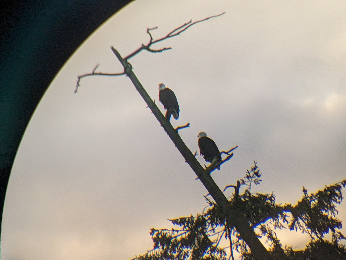 Bald Eagle - ML535443381