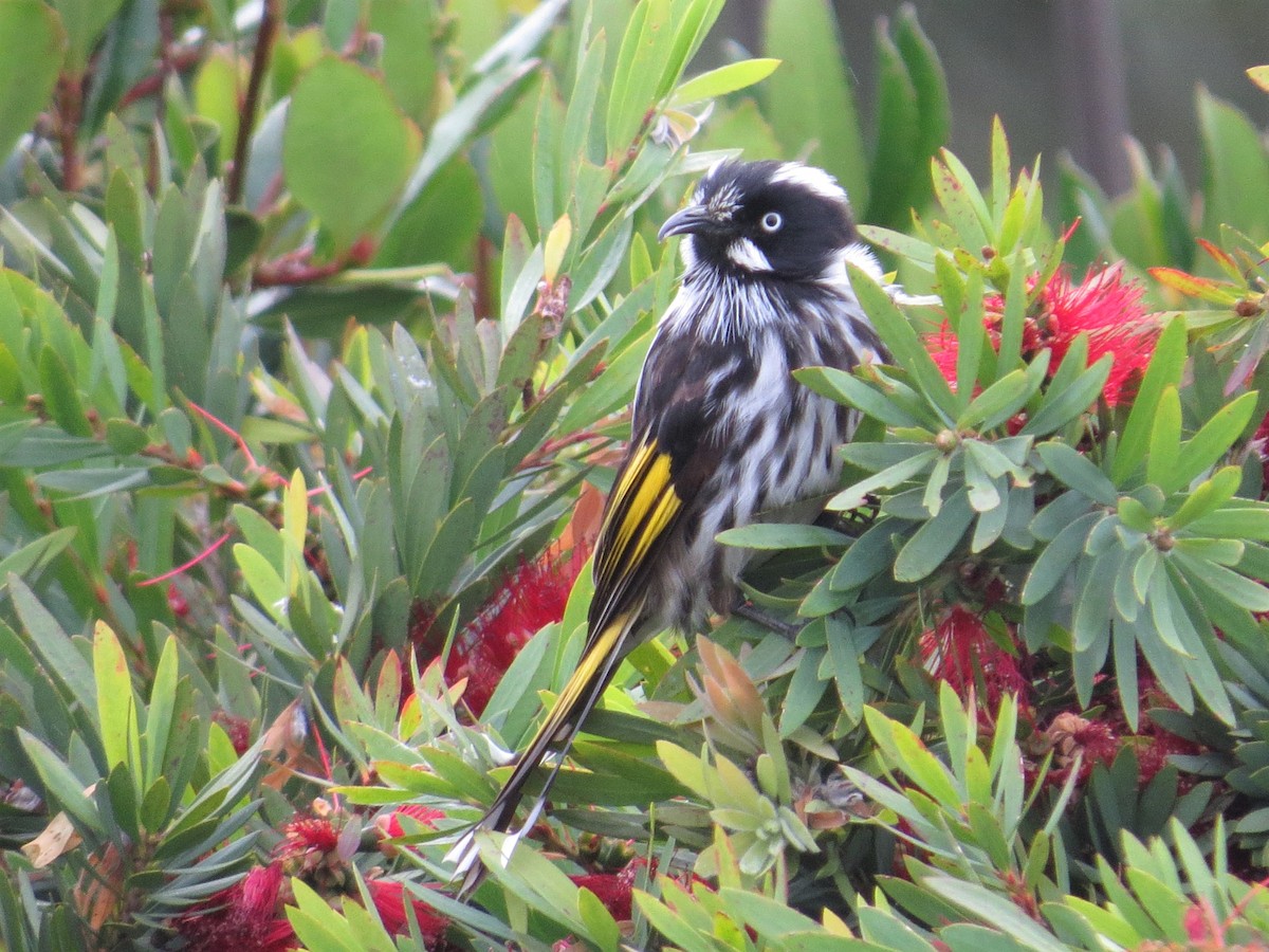 New Holland Honeyeater - ML535444391