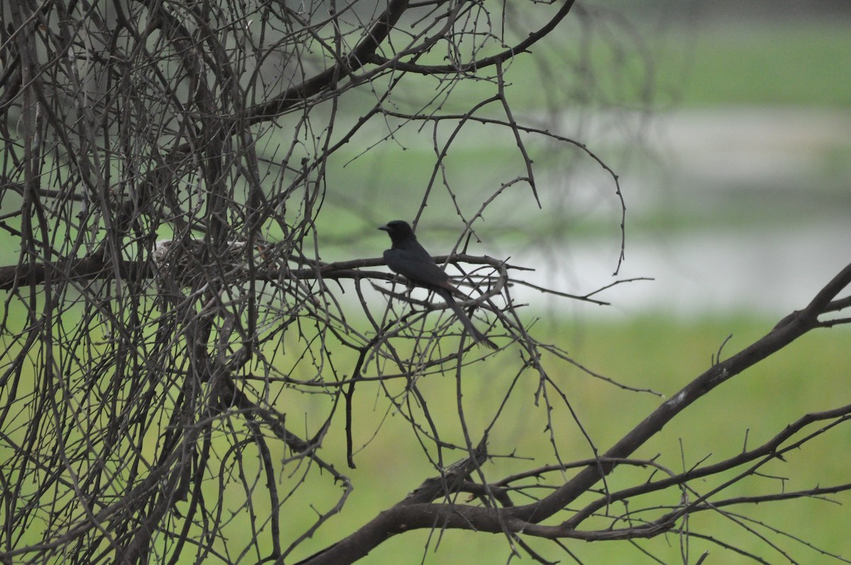 Black Drongo - ML535444751