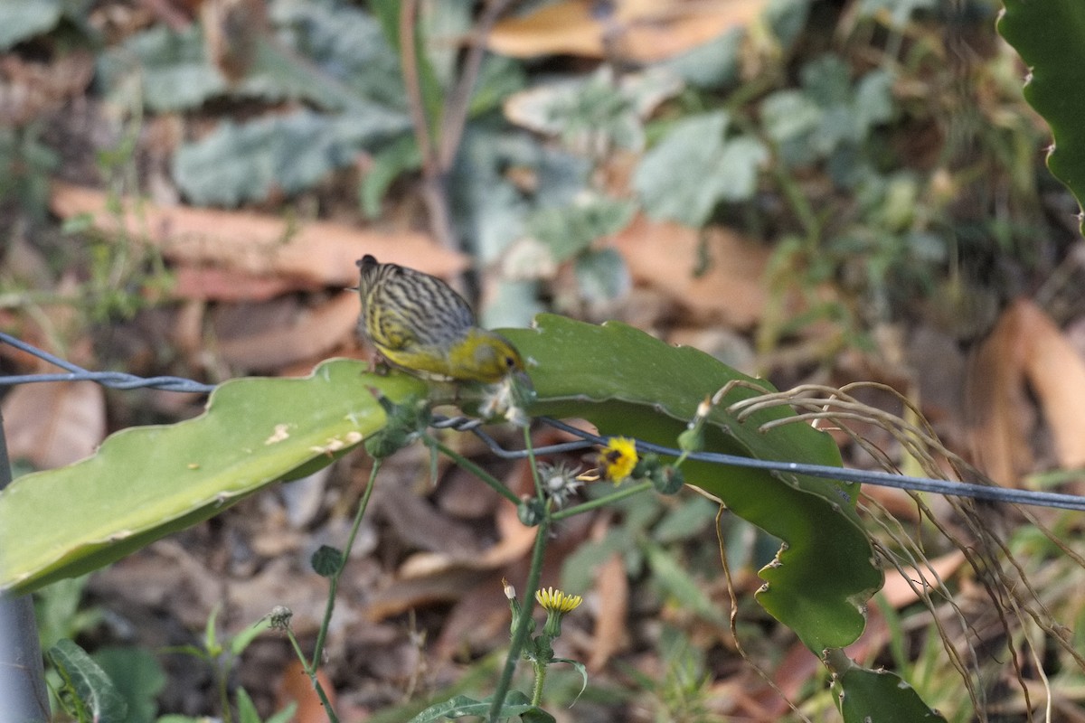 Island Canary - ML535445741