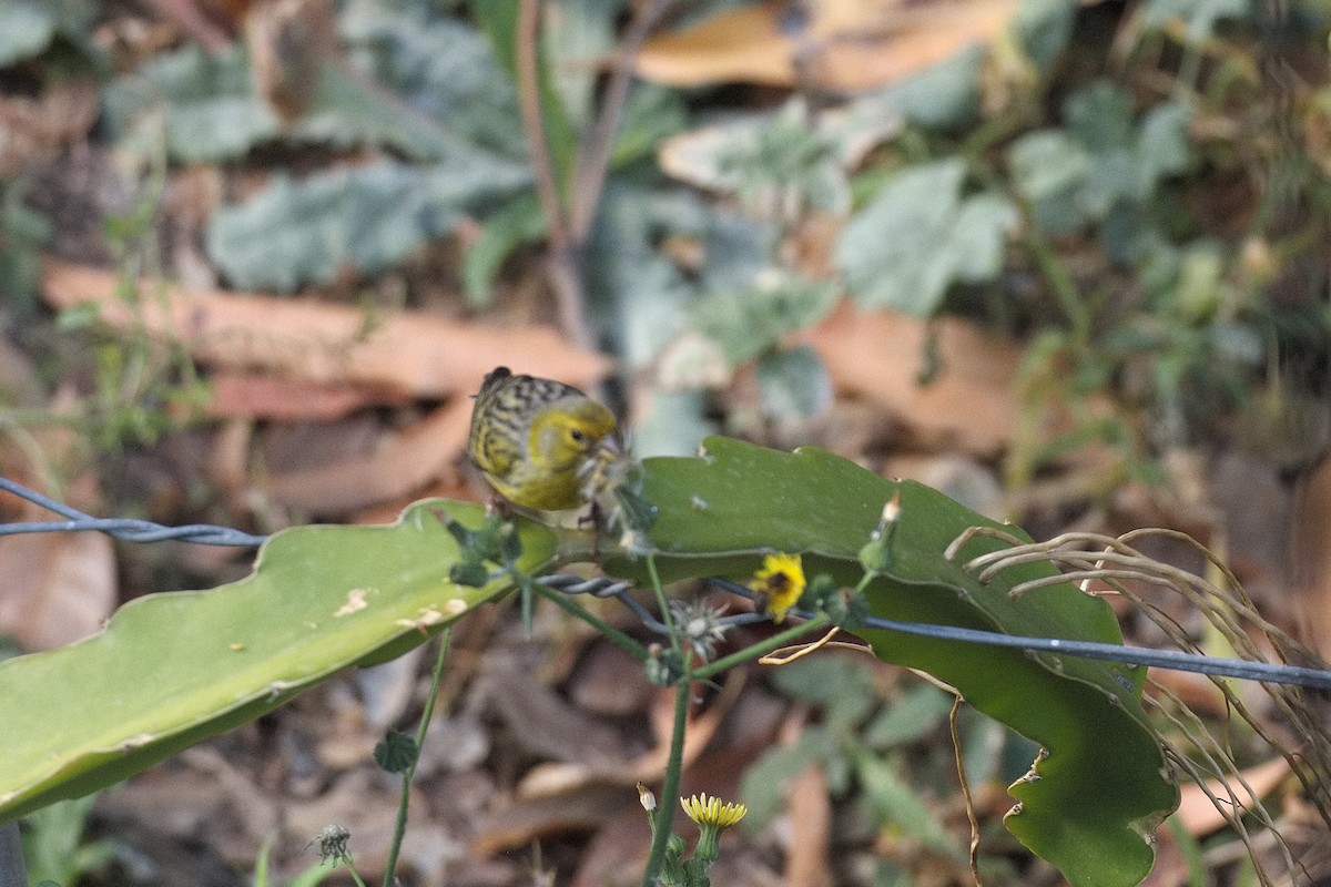 Island Canary - ML535445761