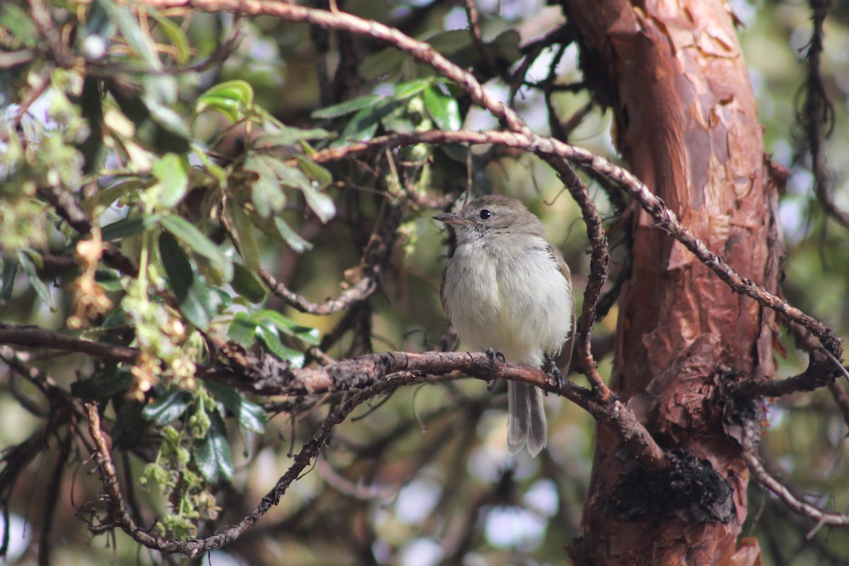 Southern Mouse-colored Tyrannulet - Xavi Francisco