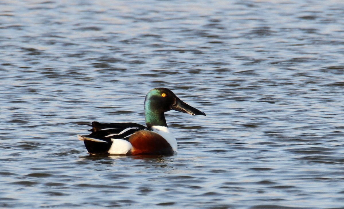 Northern Shoveler - ML535446681