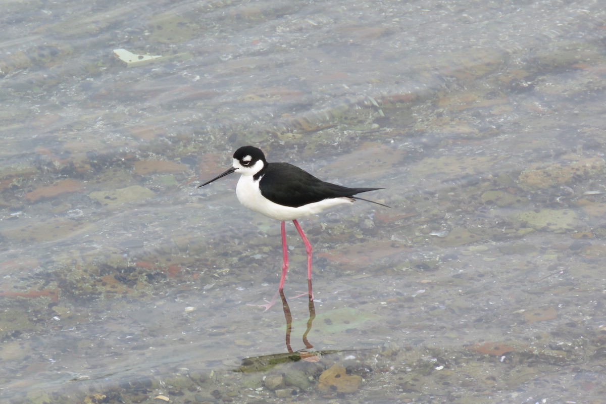 Schwarznacken-Stelzenläufer - ML535447301